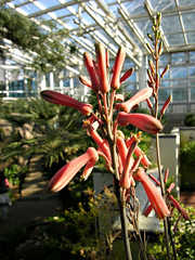 Aloe harlana