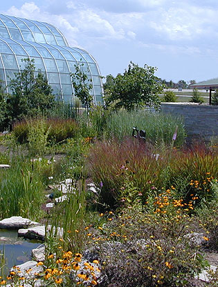 Outdoor butterfly garden