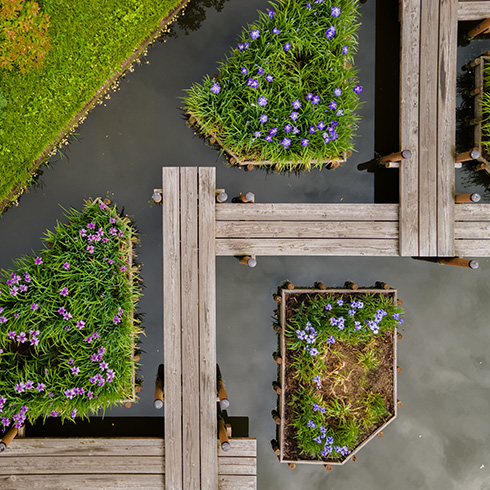 Overhead view of zigzag bridge over dark water surrounded by purple and white water iris blooms