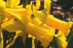 Daffodil