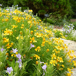 Flowering plants