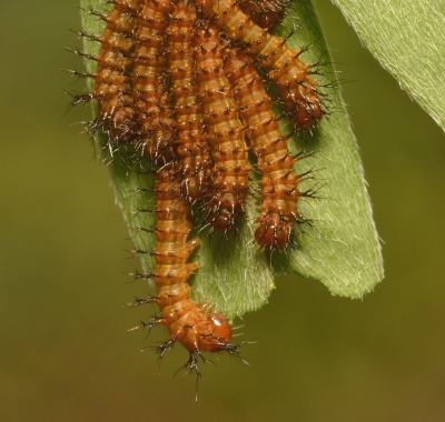 caterpillars