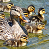 Female mallard with ducklings