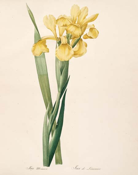 Historic illustration of yellow iris