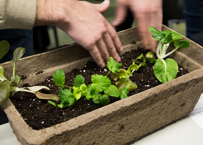 Hands planting