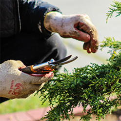 Hand holding pruning shears