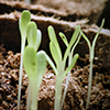 sprouting plants