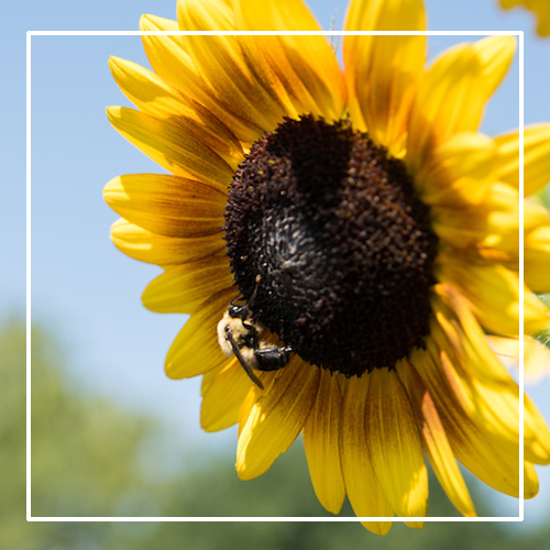 Sunflower with bee