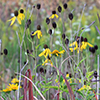 Prairie flowers