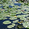 Lilypads